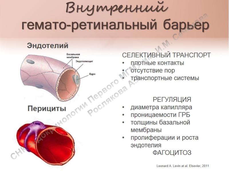 Гематолабиринтный барьер презентация