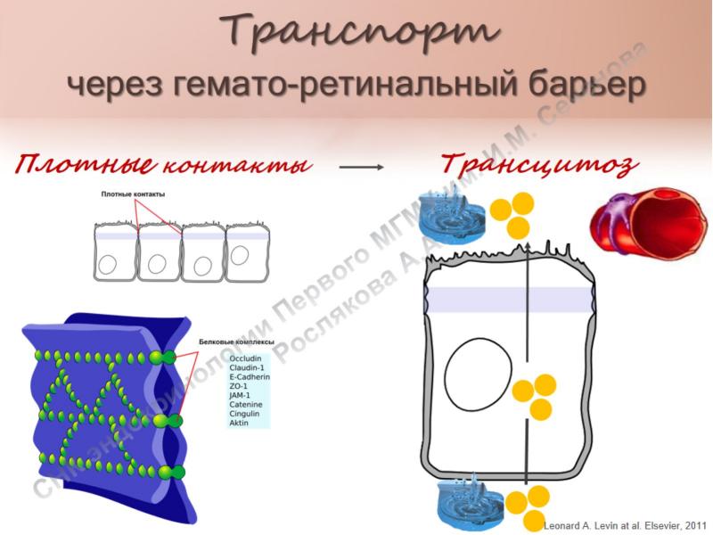 Гематолабиринтный барьер презентация