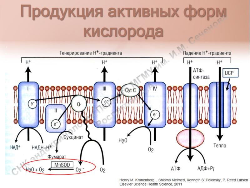 Схема образования активных форм кислорода