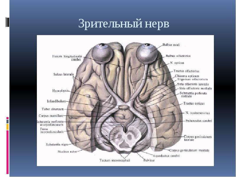 11 черепной нерв. Отделы зрительного нерва. Короткий глазной нерв. Краниальный отдел.