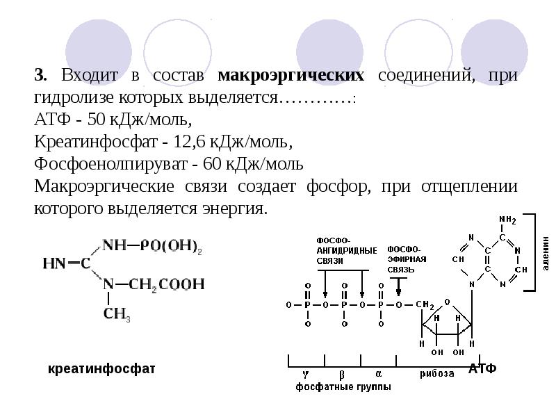 Минеральный обмен презентация