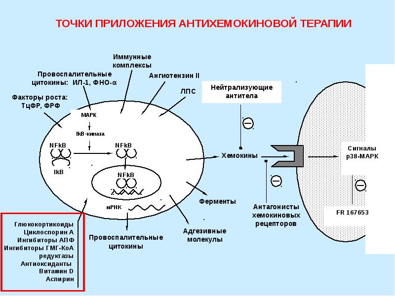 Схема передачи сигнала от цитокинов