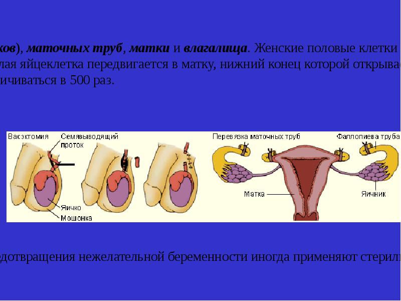 4 женская половая железа. Женские половые железы. Мужские и женские половые железы. Женские половые железы яичники.