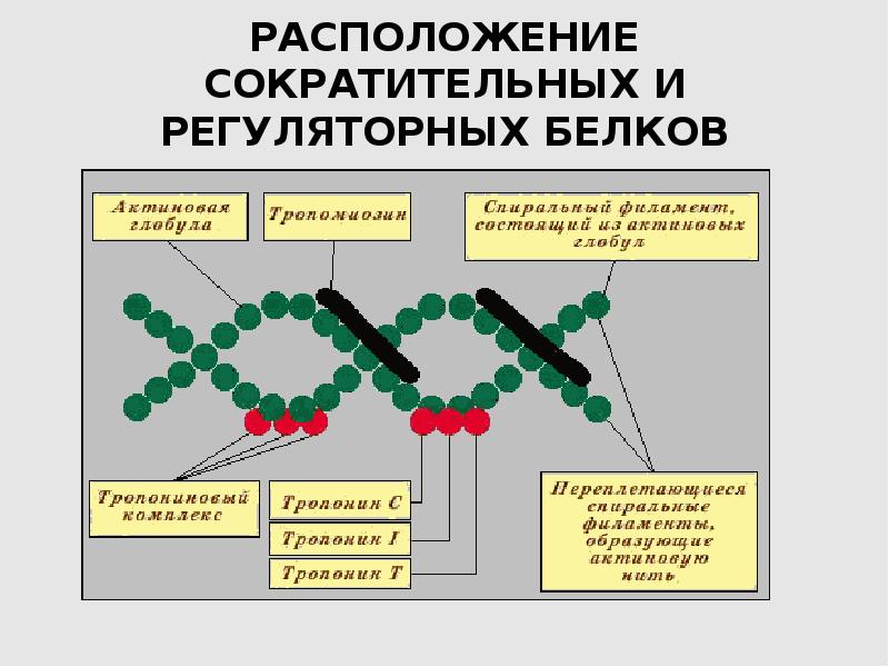 Презентация по биофизике