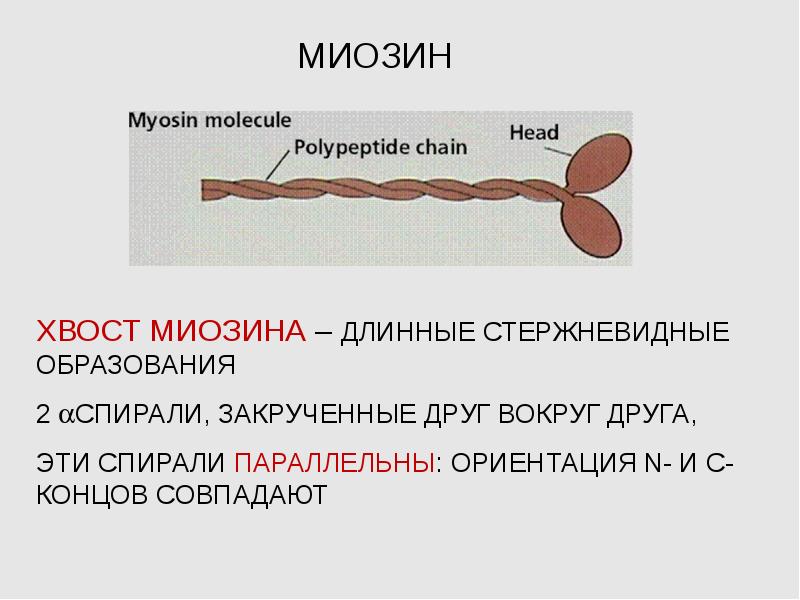 Белок миозин