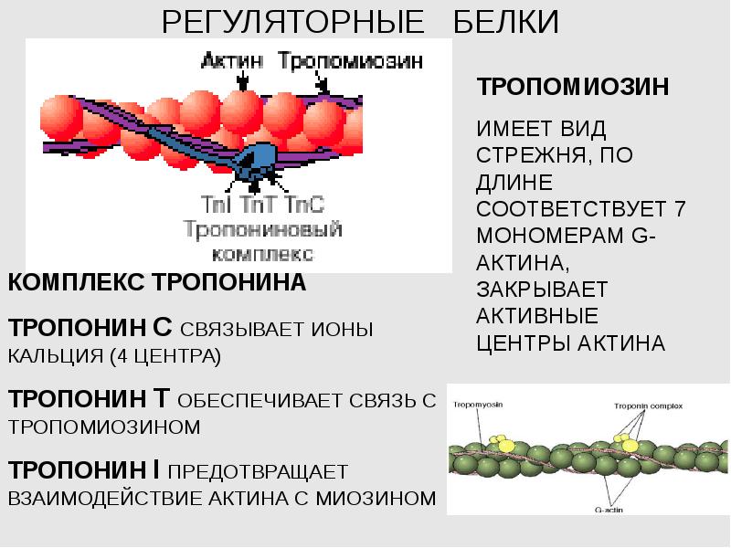 Белков форум. Белок закрывающий активные центры актина в покое это. Строение актина активный центр. Актин миозин тропонин тропомиозин. Регуляторные белки тропонин тропомиозин.