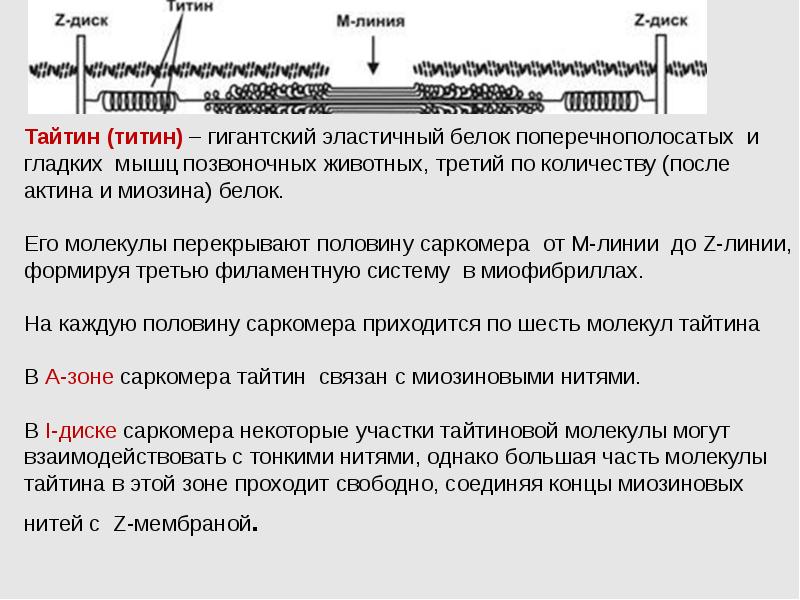 Сократительные белки выполняют. Белок титин. Белок титин полное название. Титин функции. Химическое название белка титин.