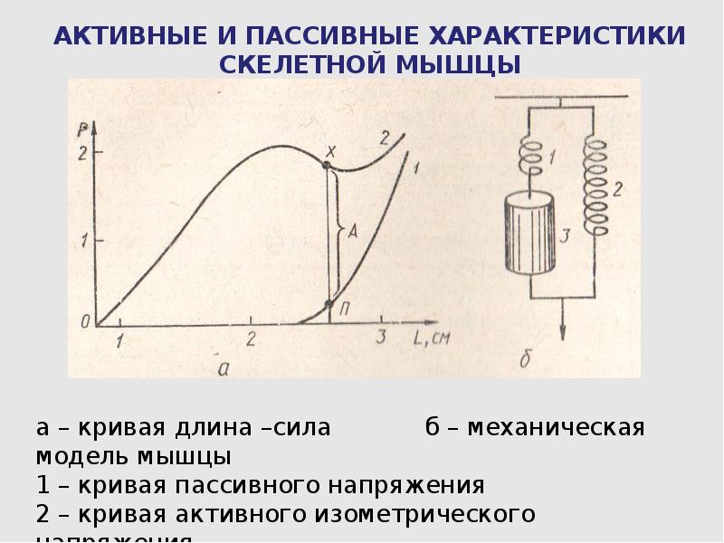 Зависимость длина сила