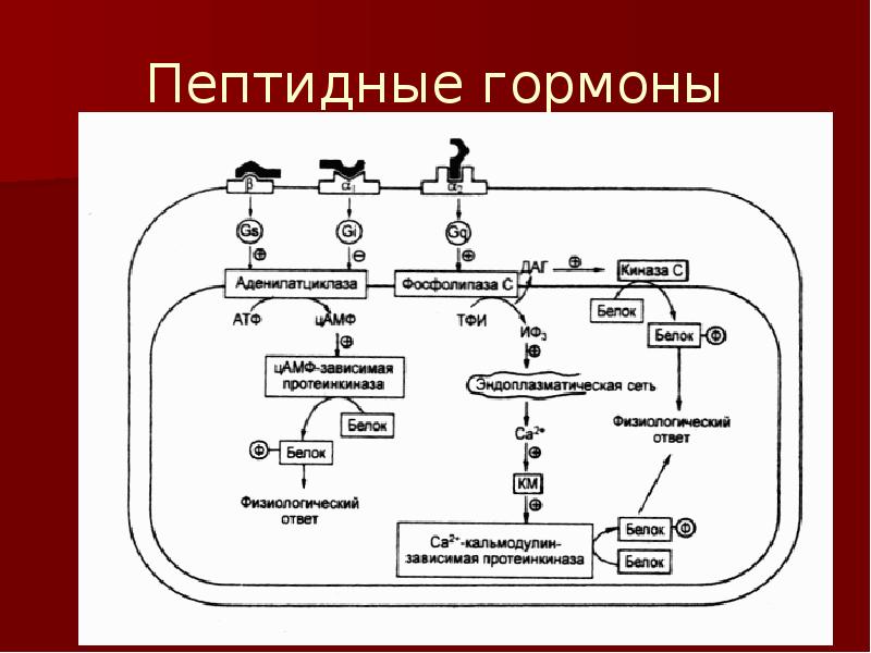 Схема действия гормонов