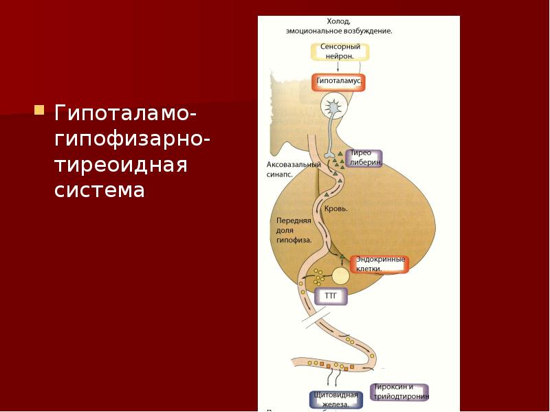 Схема тиреоидной оси