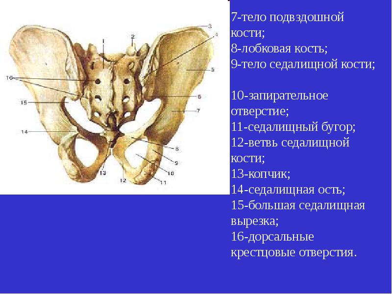 Лобковая область мужчины. Лобковый бугорок анатомия. Лонная кость строение. Ветвь лобковой кости таза.