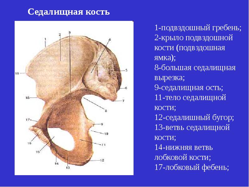Ость подвздошной кости. Подвздошная кость анатомия человека. Седалищная кость. Седалищная и подвздошная кость. Строение седалищной кости.