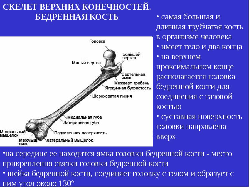 Скелет презентации это