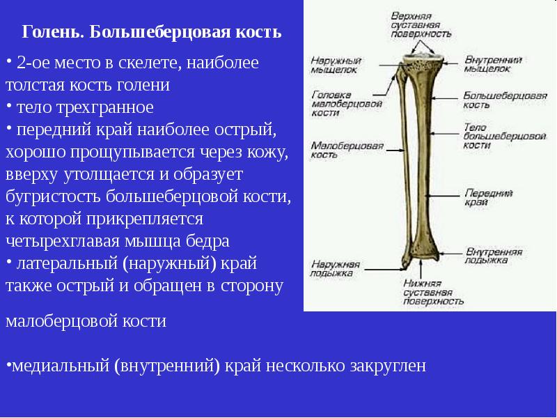 Берцовая кость где