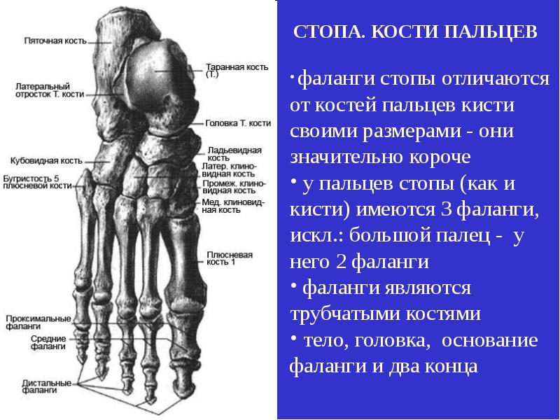 Фаланги пальца тип соединения. Ладьевидная кость стопы анатомия. Фаланги пальцев стопы анатомия. Ладьевидная кость стопы строение. Фаланги 1 пальца стопы анатомия.