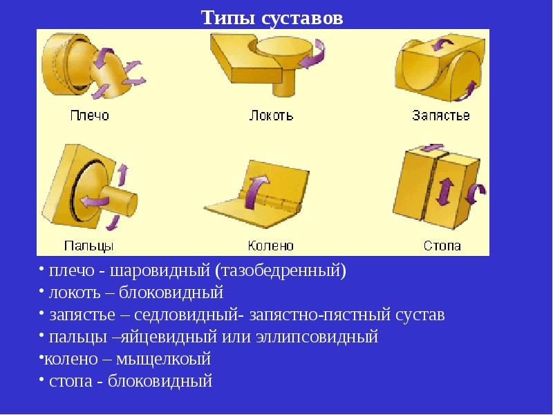 3 типа суставов