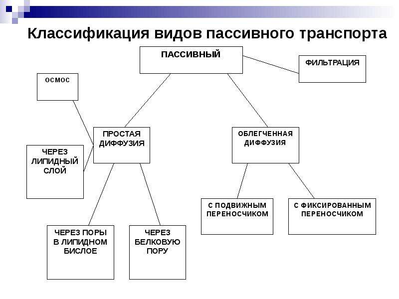 Виды пассивного. Классификация пассивного транспорта. Классификация видов транспорта. Виды пассивного транспорта физиология. Классификация видов активного транспорта.