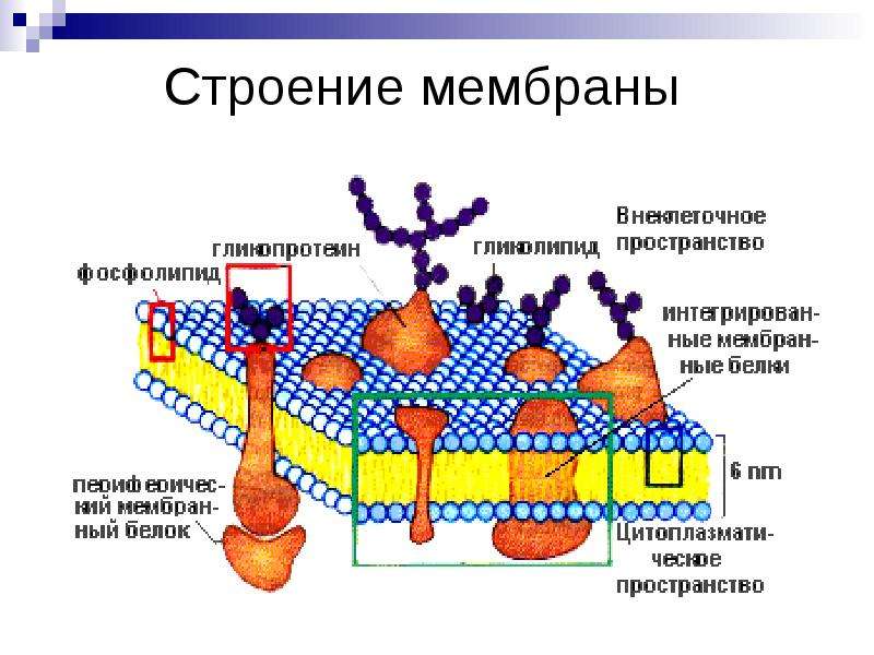 Биохимия мембран. Схема строения биологической мембраны биохимия. Строение биомембраны клетки рисунок. Строение клеточных мембран биохимия. Мембрана биология строение.