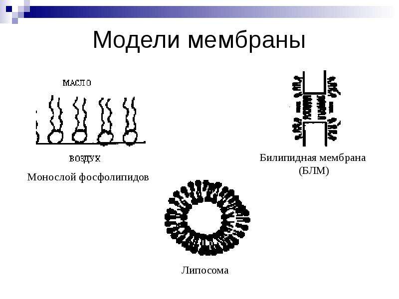 Модель оболочек. Модели организации биологической мембраны. Модельные бислойные липидные мембраны. Модель мембраны Даниели Даусона. Предметные модели биологических мембран.