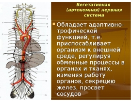 Вегетативная (автономная) нервная система