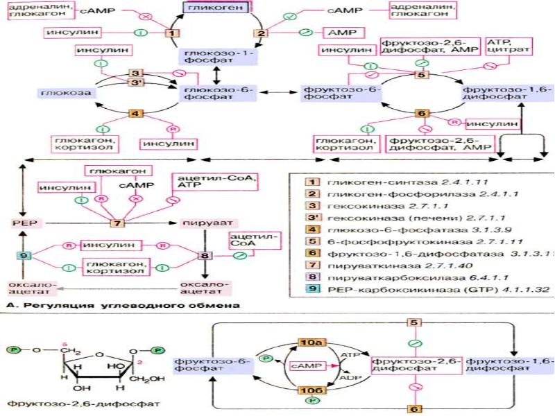 Нервная регуляция углеводного обмена схема
