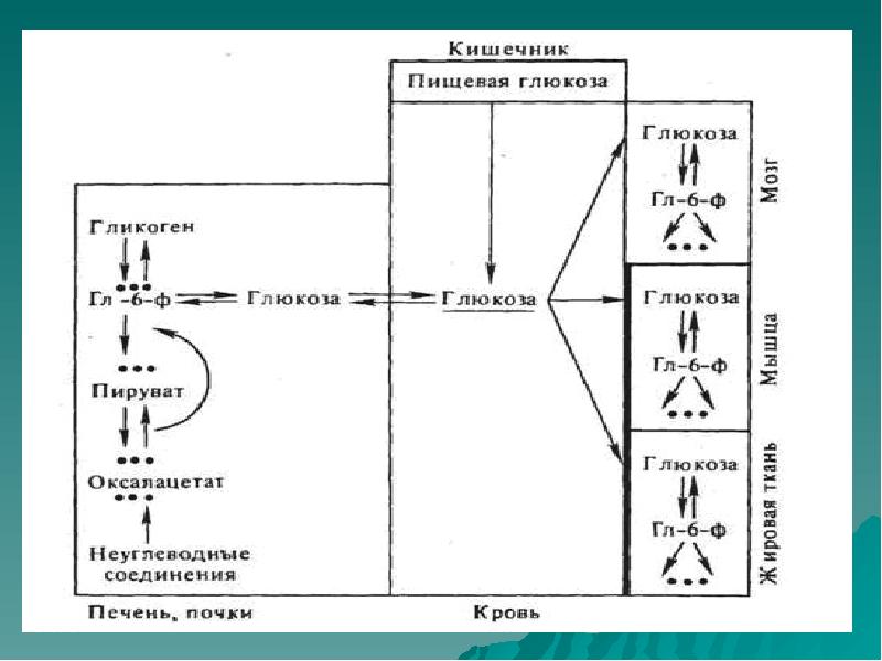 Регуляция углеводного обмена схема