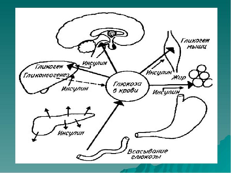 Регуляция углеводного обмена схема