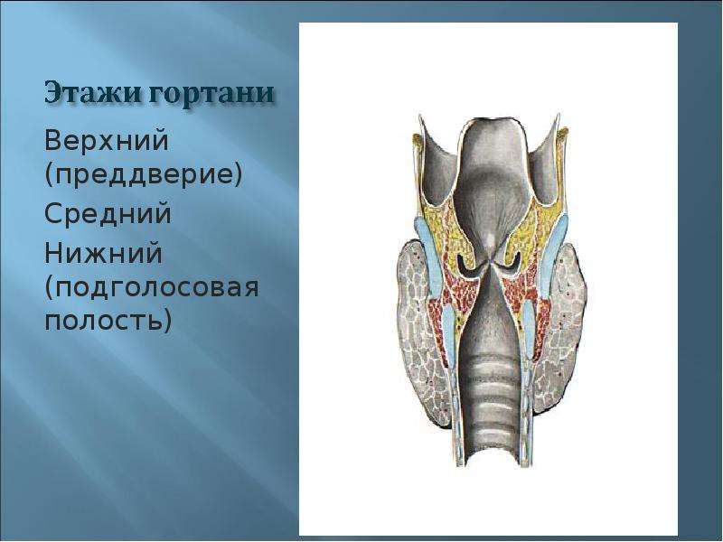 Задняя стенка преддверия гортани образована хрящом