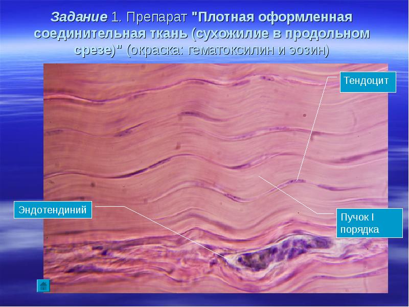 Плотная волокнистая соединительная ткань картинки