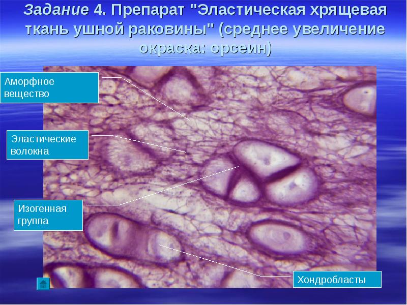 Хрящевая ткань животных