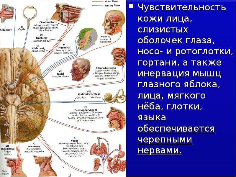 Невралгия языкоглоточного нерва презентация