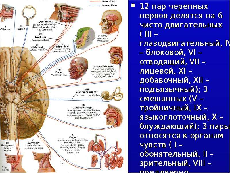 Нервные узлы черепных нервов. 12 Пар черепных нервов схема. 12 Пар черепно мозговых нервов анатомия. 12 ЧМН неврология. Схемы черепных нервов анатомия.