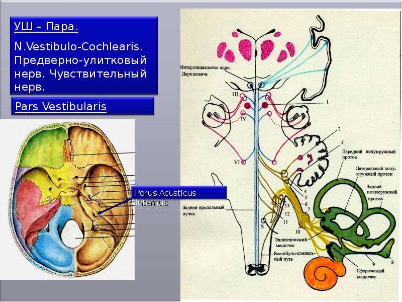 Преддверно улитковый нерв схема анатомия