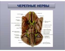 Черепные нервы