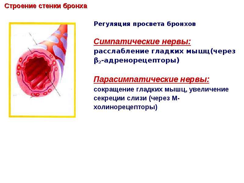 Стенки бронхов. Строение стенки бронхов анатомия. Основные структуры стенки крупных бронхов. Строение стенки главного бронха. Строение стенки бронза.