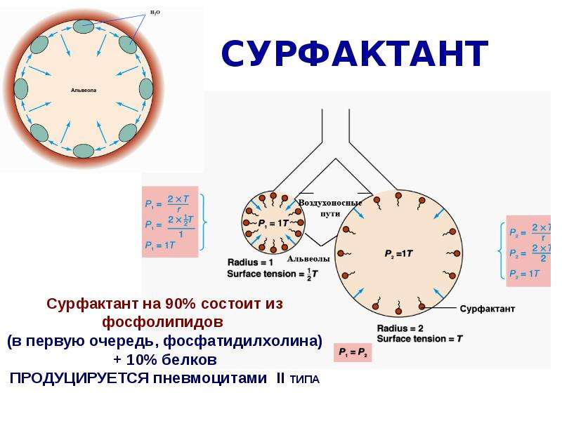 Функции сурфактанта. Сурфактант структура. Сурфактант альвеолярный комплекс. Сурфактант строение. Строение сурфактанта.