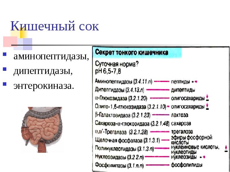 Сок кишечной железы. Энтеропептидаза функции. Аминопептидазы PH. Энтерокиназа кишечного сока. Энтерокиназа функции.