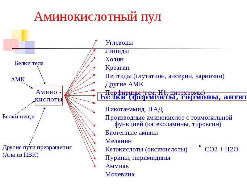 Пул аминокислот в клетке общая схема поступления и расходования аминокислот