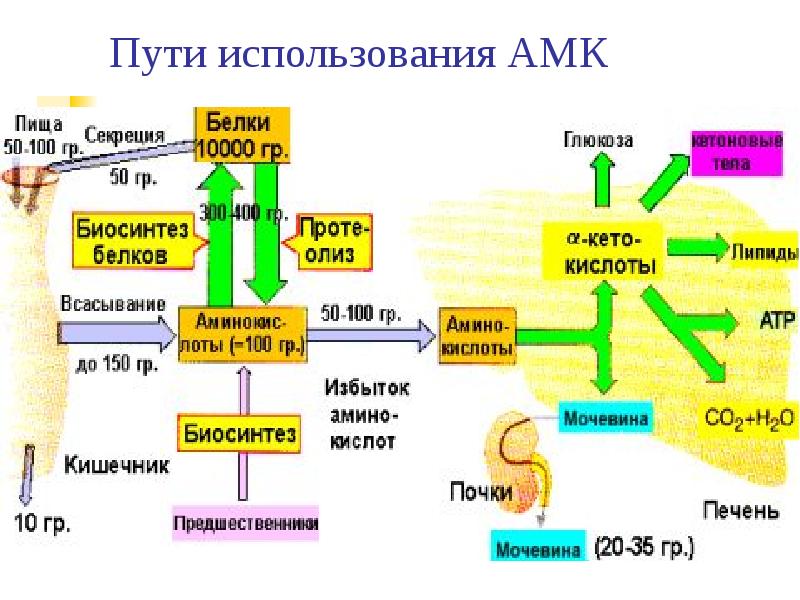 Переваривание белков