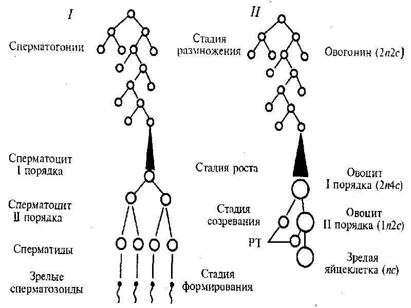 Фазы гаметогенеза схема