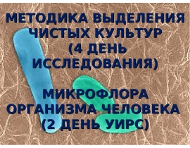 Микрофлора организма человека