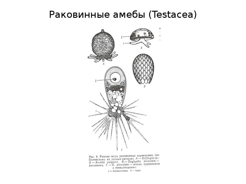 Раковинная амеба рисунок