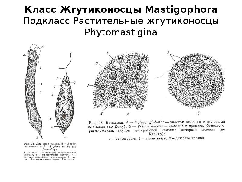 Организм имеющий колониальное строение. Схема строения колонии вольвокса. Вольвокс строение клетки. Вольвокс схема строения. Колониальные жгутиконосцы вольвокс.