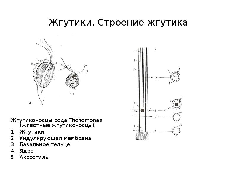 Строение жгутиков