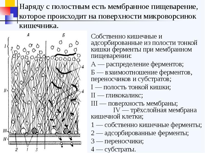 Пристеночное пищеварение это