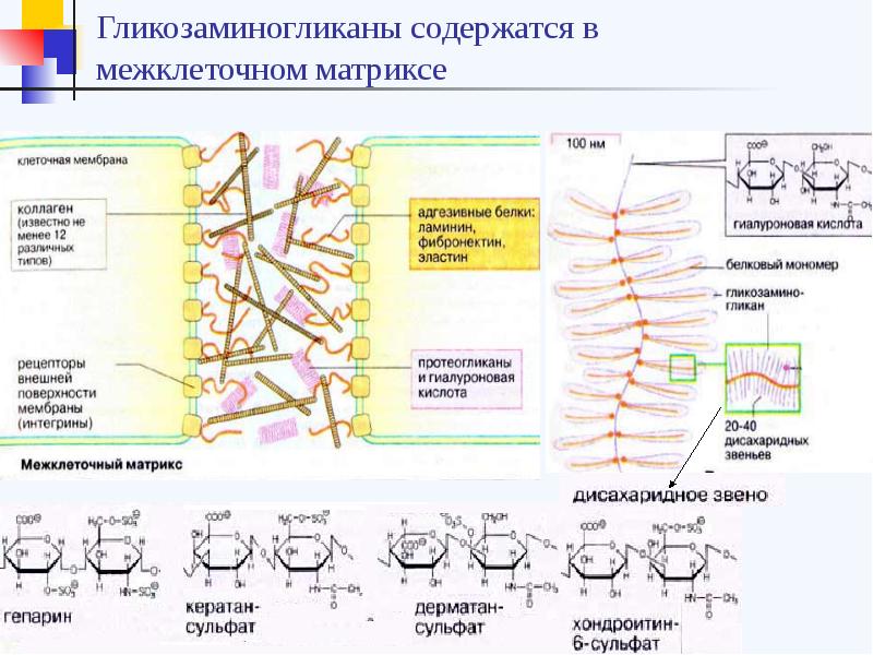 Межклеточный матрикс. Гликозаминогликаны и протеогликаны межклеточного матрикса. Основные компоненты хрящевого межклеточного матрикса схема. Формулы компонентов межклеточного матрикса. Гликозаминогликаны биохимия формула.