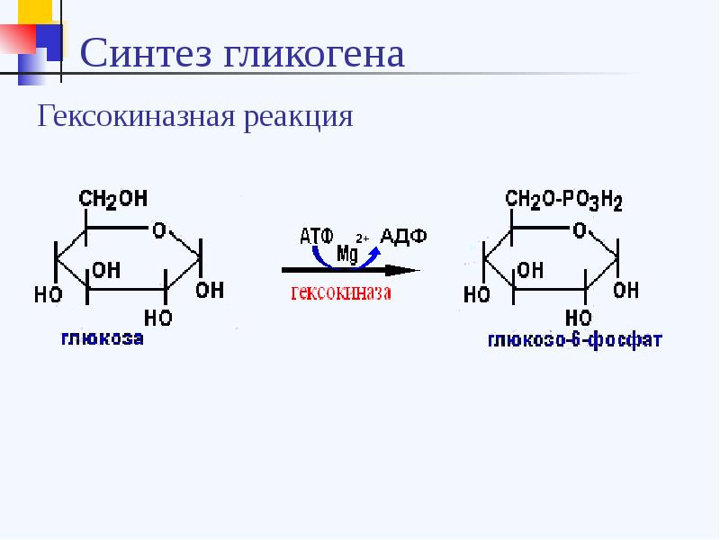 Синтез гликогена