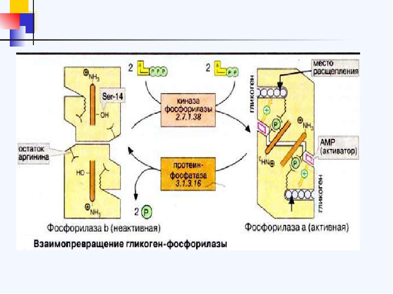 Расщепление всасывание. Переваривание холестеридов и всасывание холестерина.