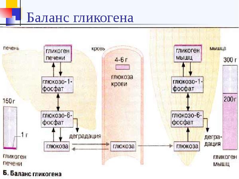 Переваривание и всасывание углеводов презентация