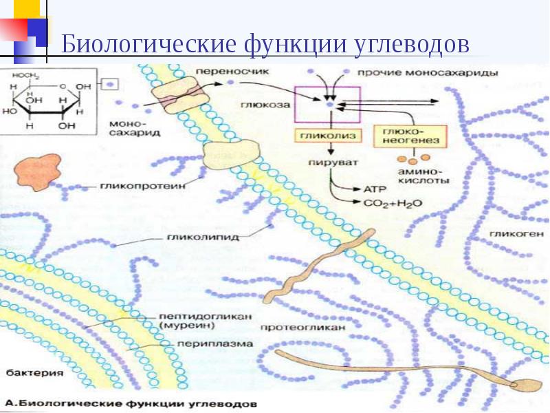 Переваривание и всасывание углеводов презентация